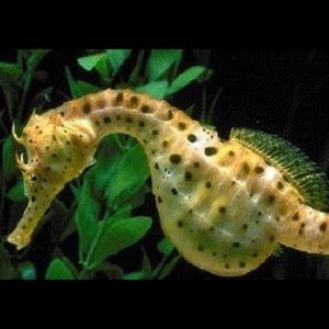 Meet your Posher, Spencer